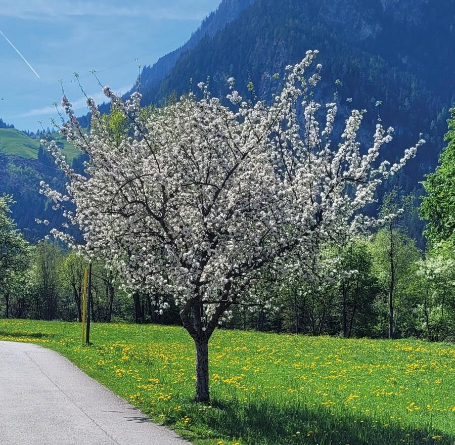 Gedicht-vom-Obstbaum